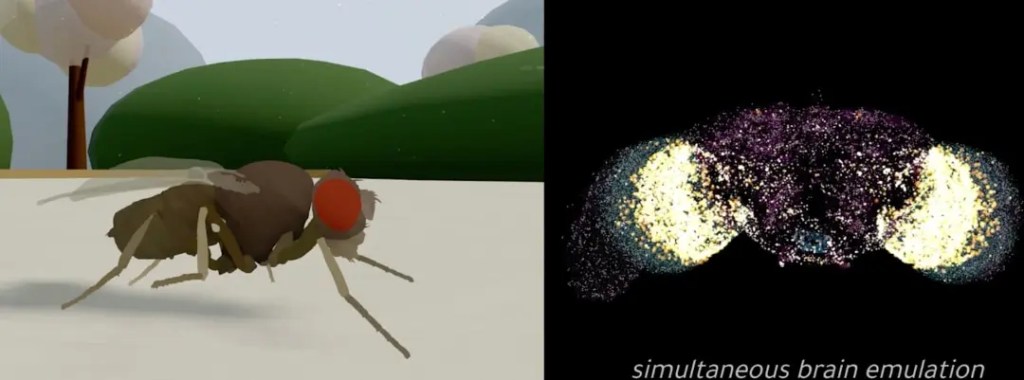 Визуализация сложной нейронной архитектуры и виртуальной мухи на фоне кода и графиков